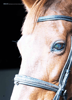 INBLICK Vad händer när din häst måste avlivas? HÄSTFOCUS #7