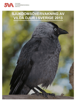 Sjukdomsövervakning av vilda djur i Sverige 2013