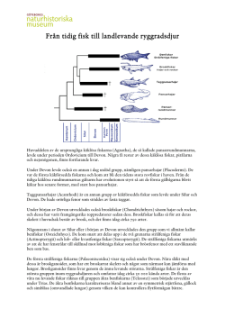 Läs mer om fiskarnas evolution