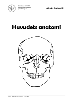 Anatomi Optiker Huvud-komp 07 - Ping-Pong