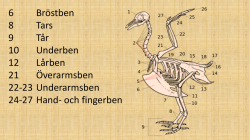 Fåglarnas fysiologi