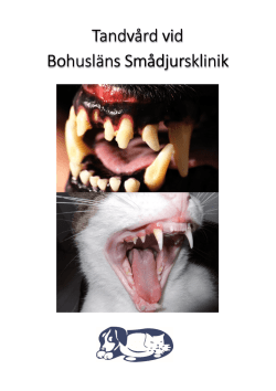 Tandvård bosmab v4 - Bohusläns Smådjursklinik