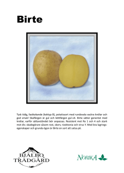 Tysk tidig, fastkokande (koktyp B), potatissort med rundovala vackra