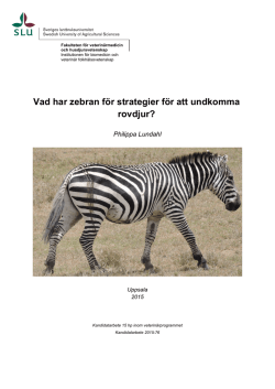 Vad har zebran för strategier för att undkomma rovdjur?