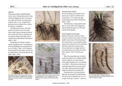 delar av nedåtgående rötter (root cuttings) 3R.2