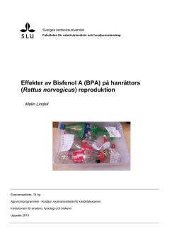 Effekter av Bisfenol A (BPA) på hanråttors (Rattus norvegicus