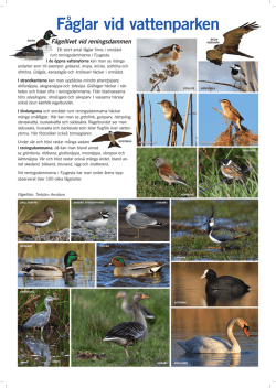 Fågellivet vid reningsdammen. Information om de olika fågelarter