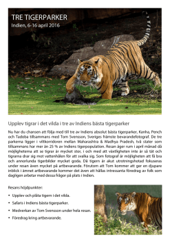 Tre tigerparker - Zoom Fotoresor