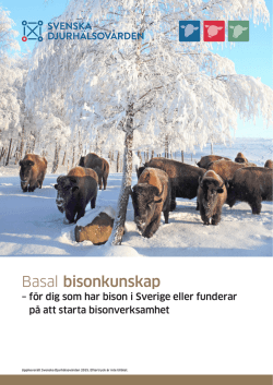 Basal bisonkunskap