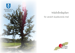 Trädvårdsplan för särskilt skyddsvärda träd på kommunal mark