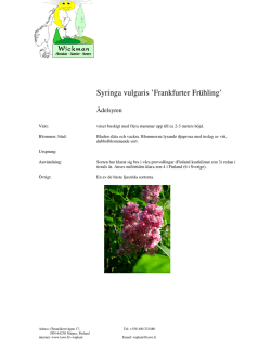 Syringa vulgaris `Frankfurter Frühling`