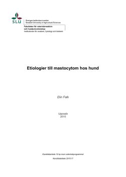 Etiologier till mastocytom hos hund
