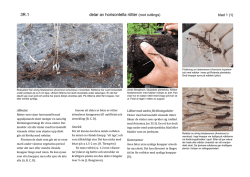 delar av horisontella rötter (root cuttings) 3R.1