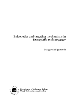 Epigenetics and targeting mechanisms in Drosophila