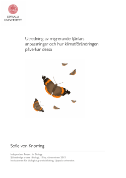 Utredning av migrerande fjärilars anpassningar och hur