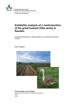 Suitability analysis of a reintroduction of the great bustard