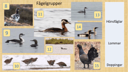 Fågelgrupper