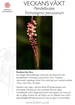 Pendelbuske, Trichostigma peruvianum