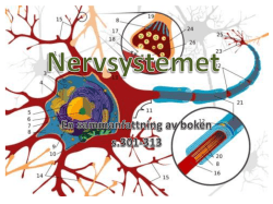 nervsystem + reflex 2