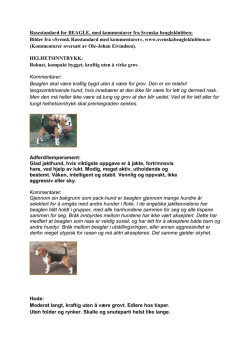 Rasestandard beagle med kommentar fra Svenska - kennel