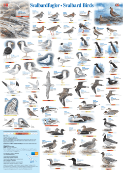 Poster over Svalbards fugler