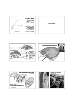 Urinary tract anomalies of the fetus