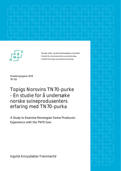 Topigs Norsvins TN70-purke - En studie for å undersøke norske