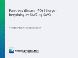 Pankreas disease (PD) i Norge – betydning av SAV2 og SAV3