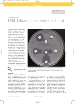 ESBL-bildande bakterier hos hund