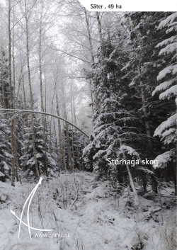 Storhaga skog
