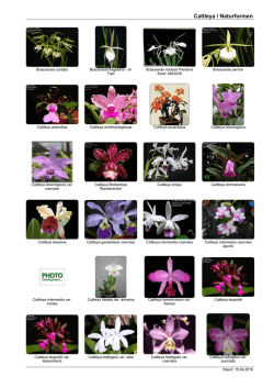 Cattleya / Naturformen - Orchideen und Orchideenzubehör der