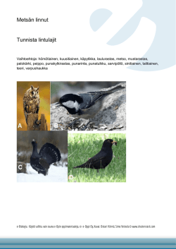 Metsän linnut Tunnista lintulajit
