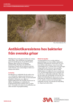Antibiotikaresistens Gris 2015