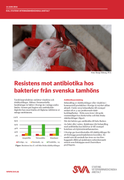 Antibiotikaresistens Tamhöns 2015